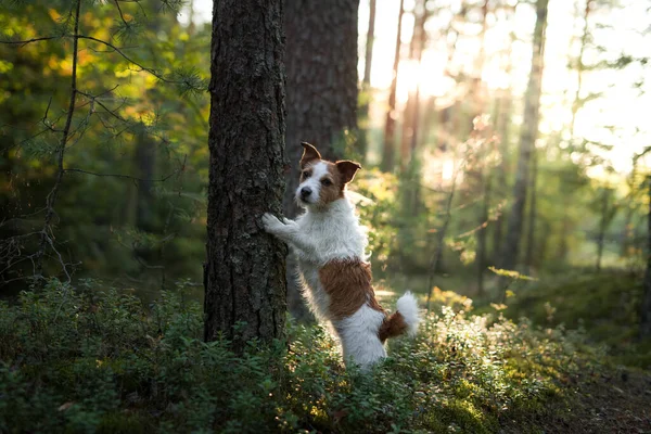 Pies w lesie. Jack Russell Terrier w drewnie. Śledzenie w naturze. Odpoczynek zwierząt domowych — Zdjęcie stockowe