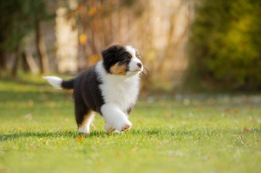 Köpek yavrusu Avustralyalı çoban köpeği oynuyor. Evcil hayvan oyunları. Köpek çimlerin üzerinde.