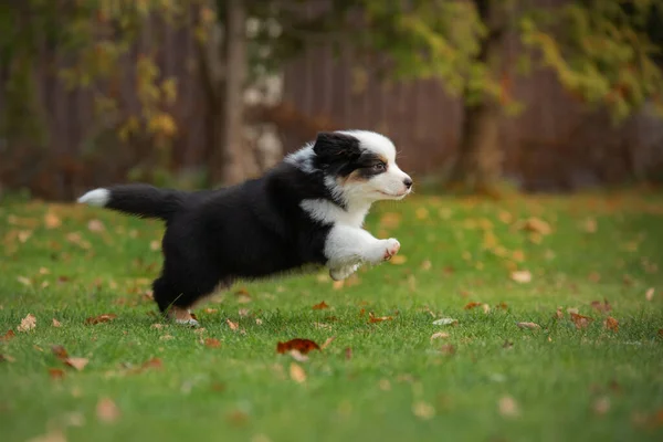 Chiot australien berger joue. Des jeux d'animaux. chien dans la cour sur l'herbe — Photo