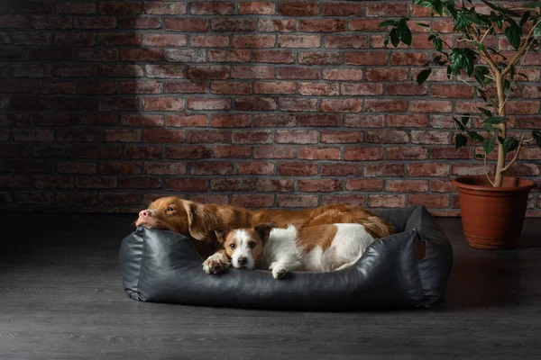 Chien sur un canapé en cuir dans un loft intérieur. animal de compagnie est à la maison sur le fond du mur de briques . — Photo