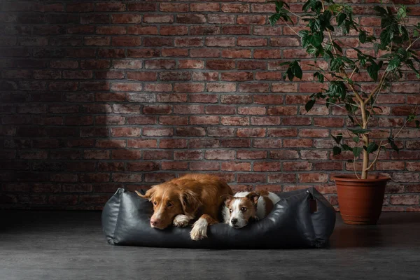 Kutya egy bőr kanapén egy padlástérben. pet otthon van a téglafal háttér. — Stock Fotó