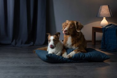 Tavan arasında deri koltukta oturan bir köpek. Evcil hayvan evde, mavi duvar arka planında.. 