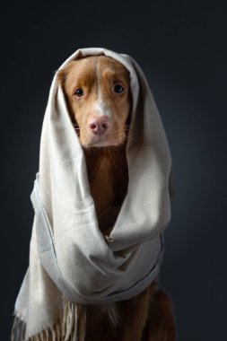 Eşarplı köpek. Hayvan saklandı. Sıcak bez.
