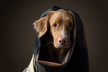 Eşarplı köpek. Hayvan saklandı. Sıcak bez.