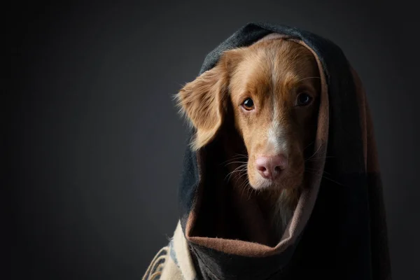 Cane in sciarpa. L'animale si è nascosto. Panno caldo — Foto Stock