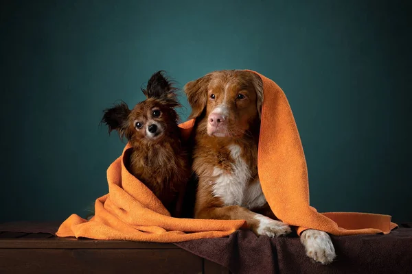 Dos perros en una toalla roja después de una ducha. Nova Scotia Duck Tolling Retriever y Russian Toy Terrier — Foto de Stock