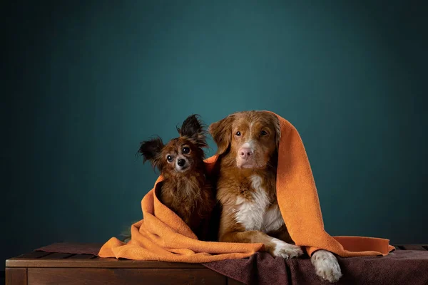 Two dogs in a red towel after a shower. Nova Scotia Duck Tolling Retriever and Russian Toy Terrier — Stock Photo, Image