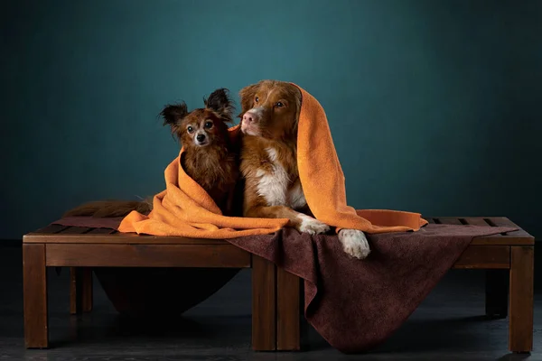 Dois cães em uma toalha vermelha depois de um banho. Nova Scotia Duck Tolling Retriever e Russian Toy Terrier — Fotografia de Stock