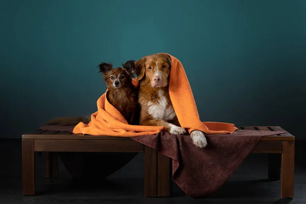 Deux chiens dans une serviette rouge après une douche. Nouvelle-Écosse Duck Tolling Retriever et Russian Toy Terrier — Photo