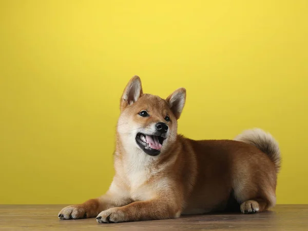 Cachorro shiba inu. perro en un campo negro. Mascotas en el estudio —  Fotos de Stock