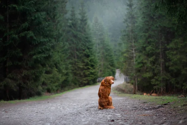 De hond leunt achterover op een pad en draait zich om. Nova Scotia Duck Tolling Retriever in de bergen — Stockfoto