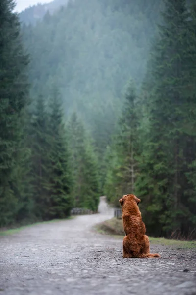 Pies siedzi na ścieżce i odwraca się. Nova Scotia Duck Tolling Retriever w górach — Zdjęcie stockowe