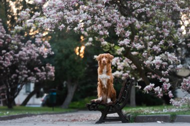 Manolya çiçeğindeki köpek. Parkta evcil hayvan. Pembe çiçekli bahçe. Nova Scotia Ördek Çalar Avcı Köpeği