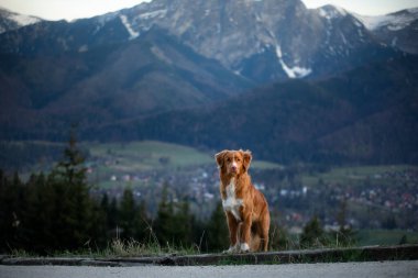 Bir köpekle yürüyüş. Nova Scotia Duck Tolling Retriever Dağlarda, vadide