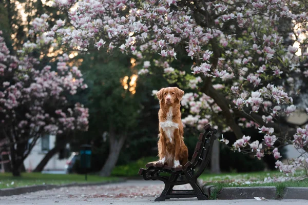 Manolya çiçeğindeki köpek. Parkta evcil hayvan. Pembe çiçekli bahçe. Nova Scotia Ördek Çalar Avcı Köpeği