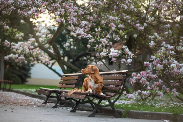 Manolya çiçeğindeki köpek. Parkta evcil hayvan. Pembe çiçekli bahçe. Nova Scotia Ördek Çalar Avcı Köpeği