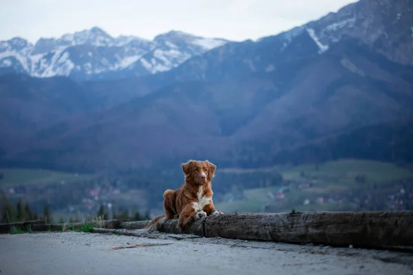 Caminhadas com um cão. Nova Escócia Duck Tolling Retriever nas montanhas, no vale — Fotografia de Stock