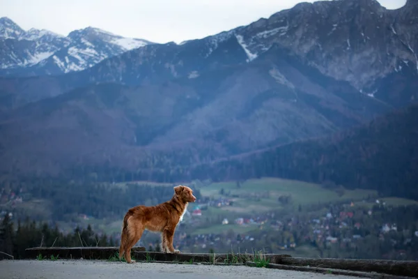 Caminhadas com um cão. Nova Escócia Duck Tolling Retriever nas montanhas, no vale — Fotografia de Stock