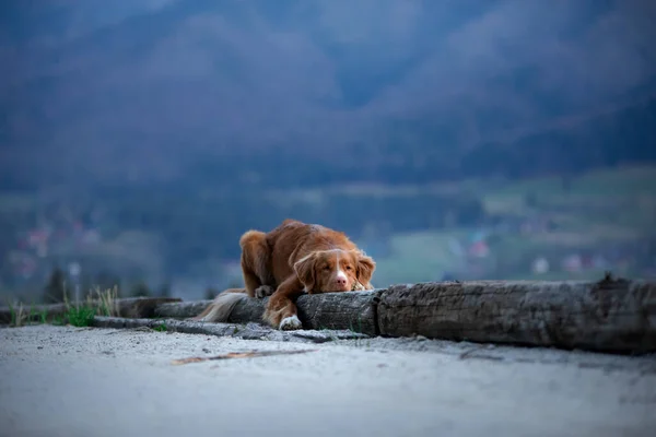 Hiking with a dog. Nova Scotia Duck Tolling Retriever in the mountains, in the valley — Stock Photo, Image