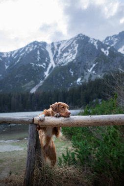 Bir köpekle yürüyüş. Nova Scotia Ördek Avcısı Dağlarda,