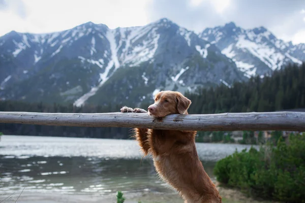 Πεζοπορία με ένα σκύλο. Nova Scotia πάπια Tolling Retriever στα βουνά, — Φωτογραφία Αρχείου