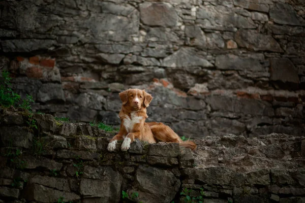 El perro yace sobre una piedra. Nova Scotia Duck Tolling Retriever en ruinas. Mascota en la naturaleza . — Foto de Stock