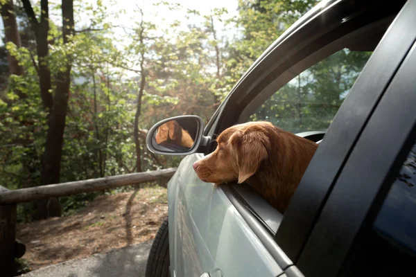 車の中の犬。ペットとの旅行。ノバスコシアダックは自然の中で取得します — ストック写真