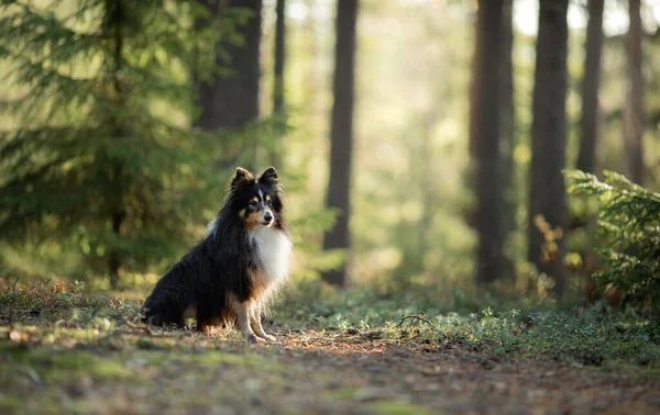 Cão na floresta. Pet na natureza. — Fotografia de Stock