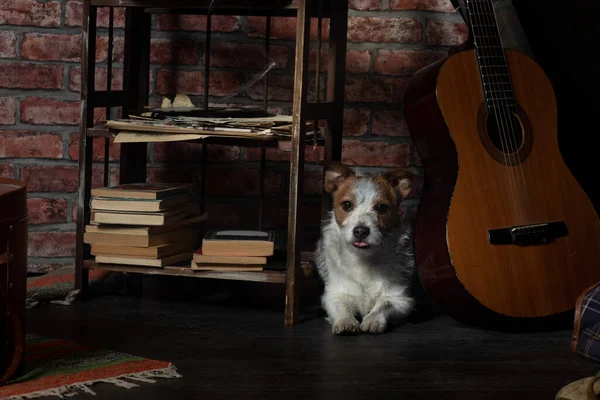 El perro se esconde en el ático. Auto-aislamiento, viejo, polvoriento. Mascotas abandonadas Jack Russell Terrier —  Fotos de Stock