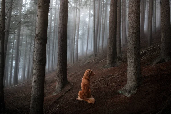Perro en un bosque de niebla. Mascota en la naturaleza. rojo Nova Scotia Pato Retriever peaje —  Fotos de Stock