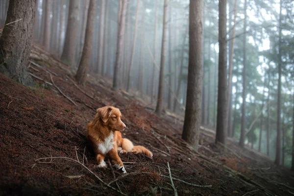 霧深い森の中の犬。自然界のペット。レッドノバスコシアダックトロールレトリバー — ストック写真