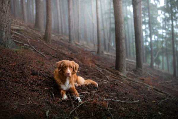 Hund im nebligen Wald. Haustier in der Natur. roter Nova Scotia Duck Tolling Retriever — Stockfoto