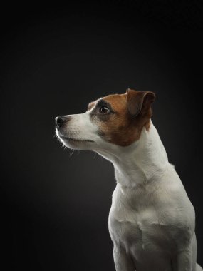 Kahverengi ve beyaz bir köpek kameraya bakıyor.