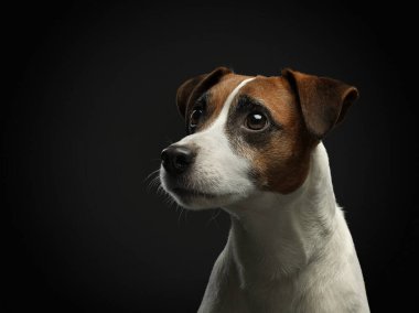 Kahverengi ve beyaz bir köpek kameraya bakıyor.