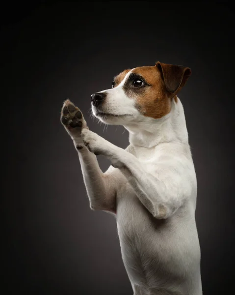 Um cão marrom e branco olhando para a câmera — Fotografia de Stock