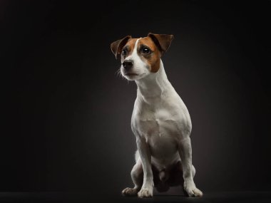 Kahverengi ve beyaz bir köpek kameraya bakıyor.
