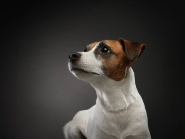 Kahverengi ve beyaz bir köpek kameraya bakıyor.