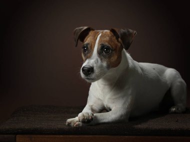 Kahverengi ve beyaz bir köpek kameraya bakıyor.