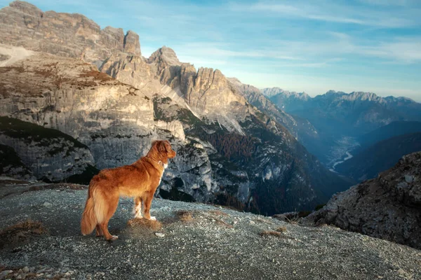 Dog in the mountains. Tracking, hiking with a pet. Brave Nova Scotia Duck Tolling Retriever on top