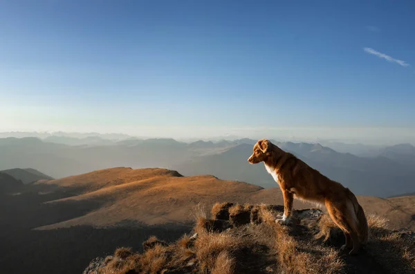 Собака в горах. Новая Шотландия Дак Толлинг ретривер на фоне скал на закате. - Да. Пешие прогулки с домашним животным — стоковое фото