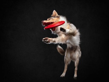 Köpek diskin üzerinden atlıyor. Stüdyoda siyah bir arka planda evcil hayvan..