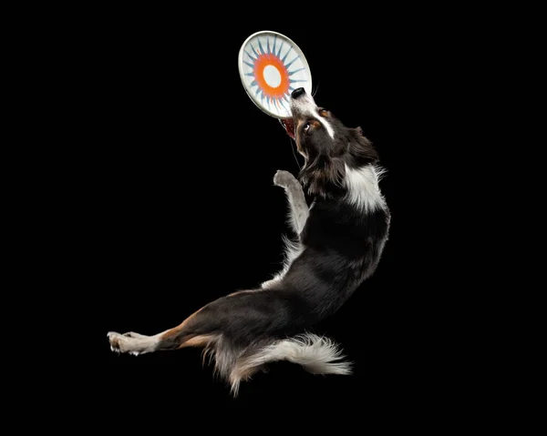 Dog jumping over the disc. Pet in the studio on a black background. — Stock Photo, Image