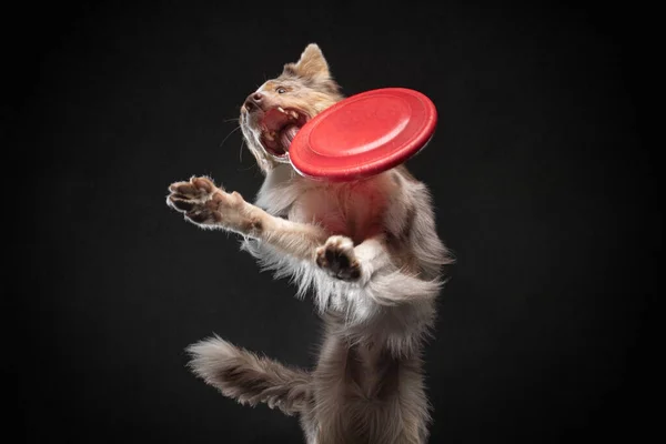 Dog jumping over the disc. Pet in the studio on a black background. — Stock Photo, Image