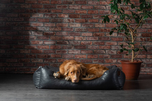 dog on a leather couch in a loft interior. Nova Scotia Duck Tolling Retriever is at home