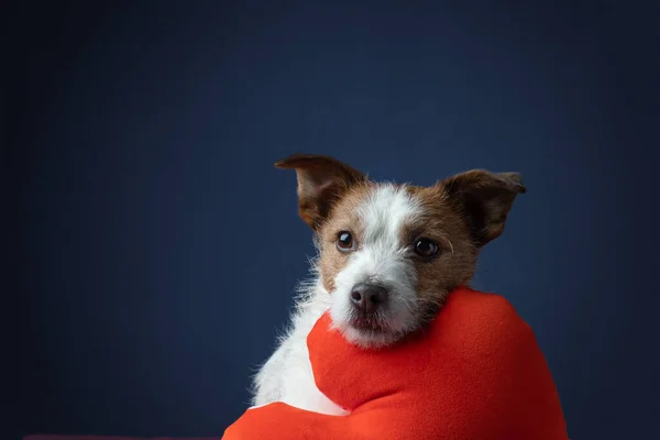 Cão com um coração de pelúcia. Jack engraçado russell terrier — Fotografia de Stock