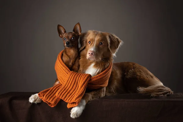 2 chiens en ascarf. drôle de toller et russe jouet terrier — Photo