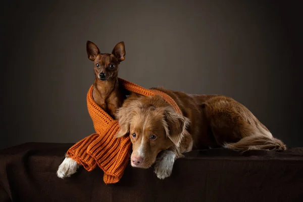 2 cani in ascarf. toller divertente e terrier giocattolo russo — Foto Stock