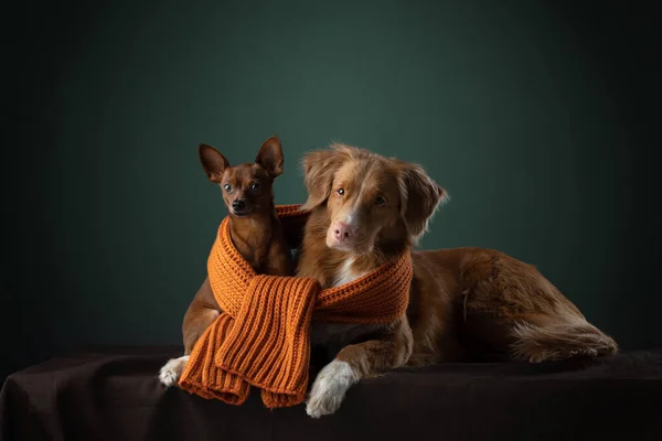 2 honden in ascarf. grappig toller en Russisch speelgoed terriër — Stockfoto