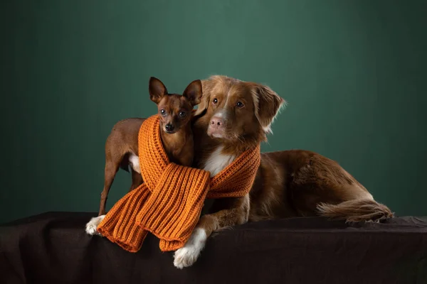 2 cani in ascarf. toller divertente e terrier giocattolo russo — Foto Stock