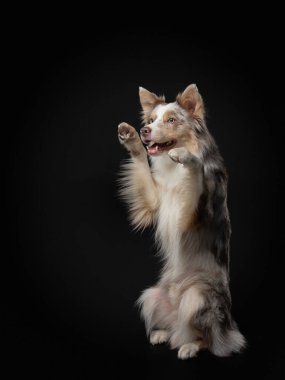 Köpek pençelerini sallıyor. Stüdyoda siyah arka planda komik bir çoban köpeği var.